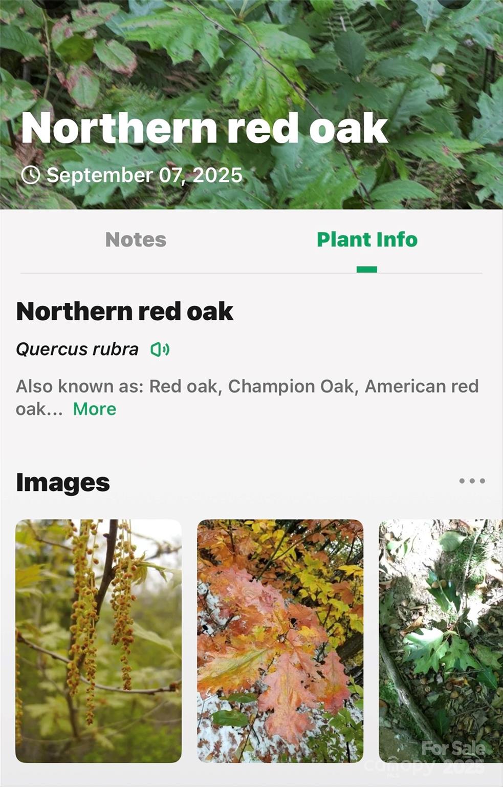 Catawba Falls Preserve - Land