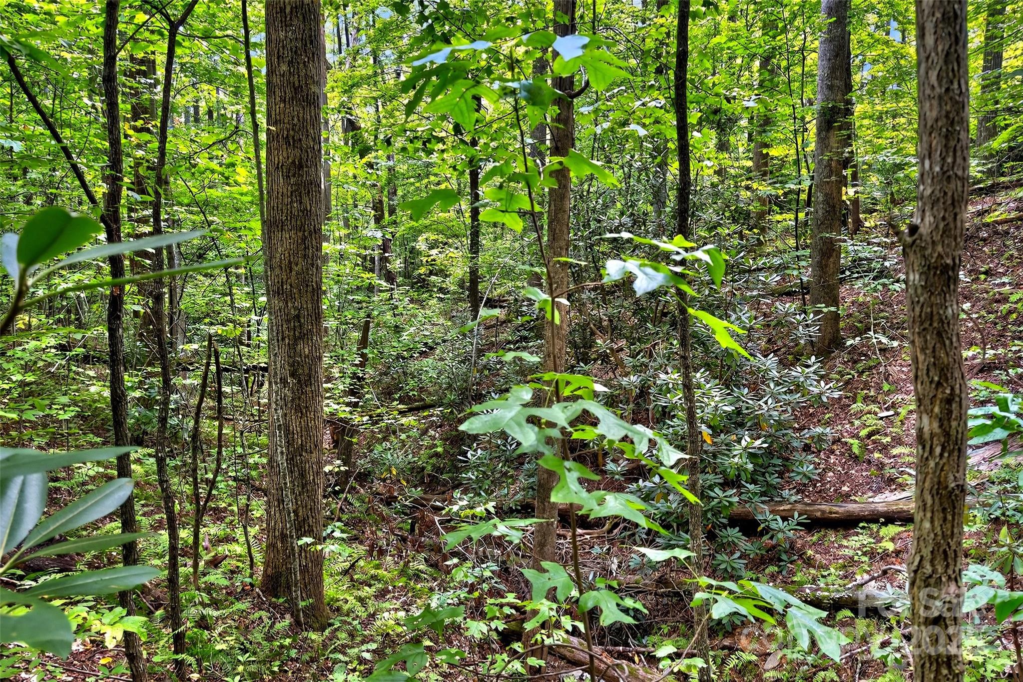 Catawba Falls Preserve - Land