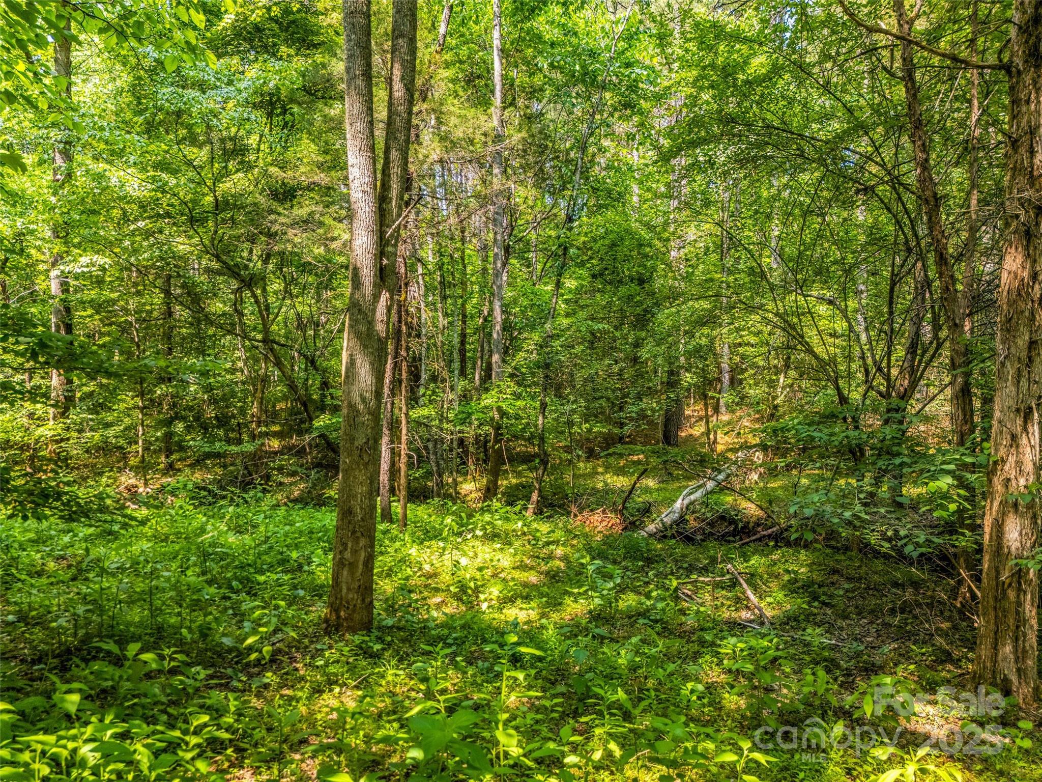 Clearwater Creek - Land