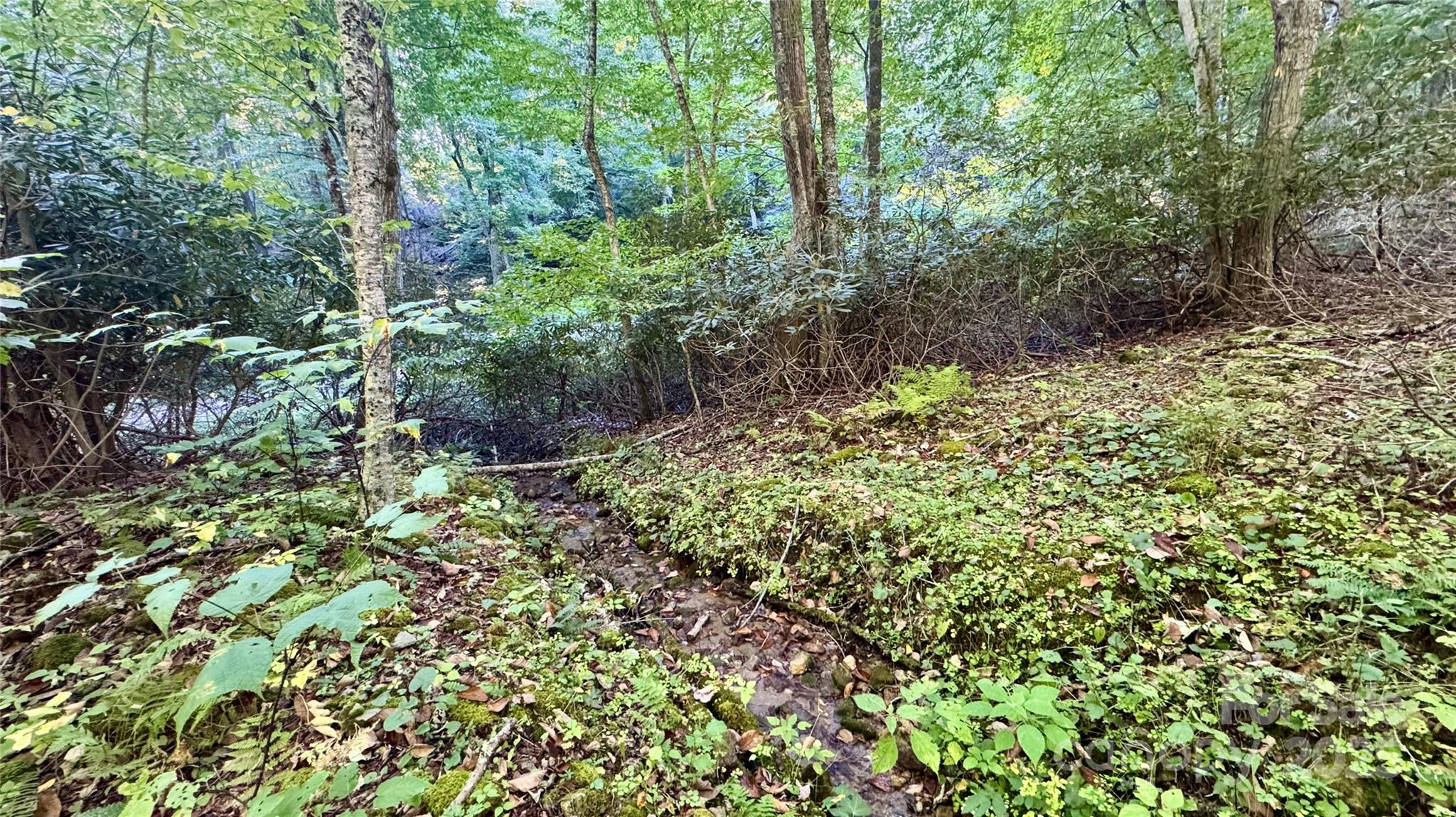 Wolf Laurel - Residential