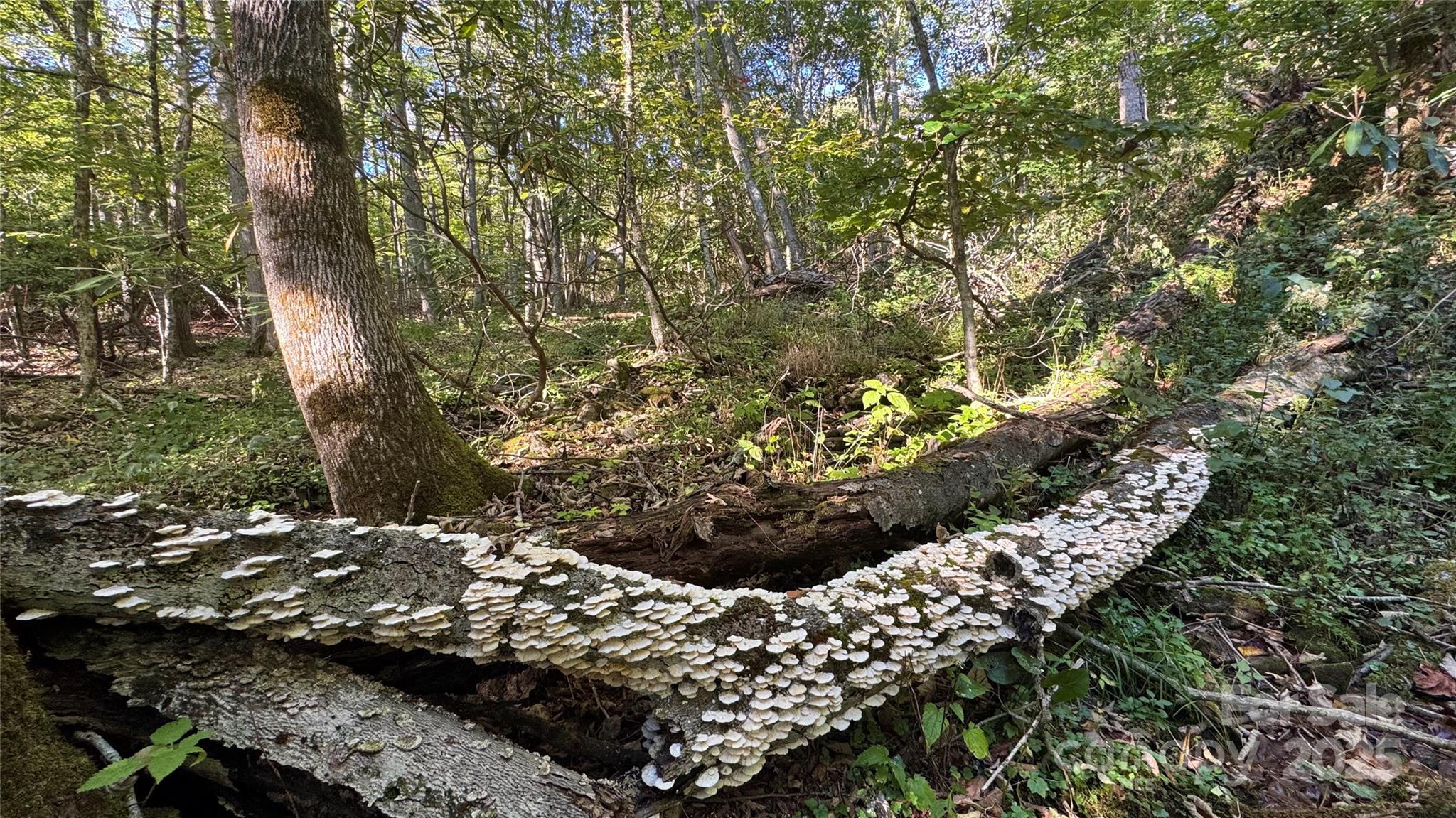 Wolf Laurel - Residential