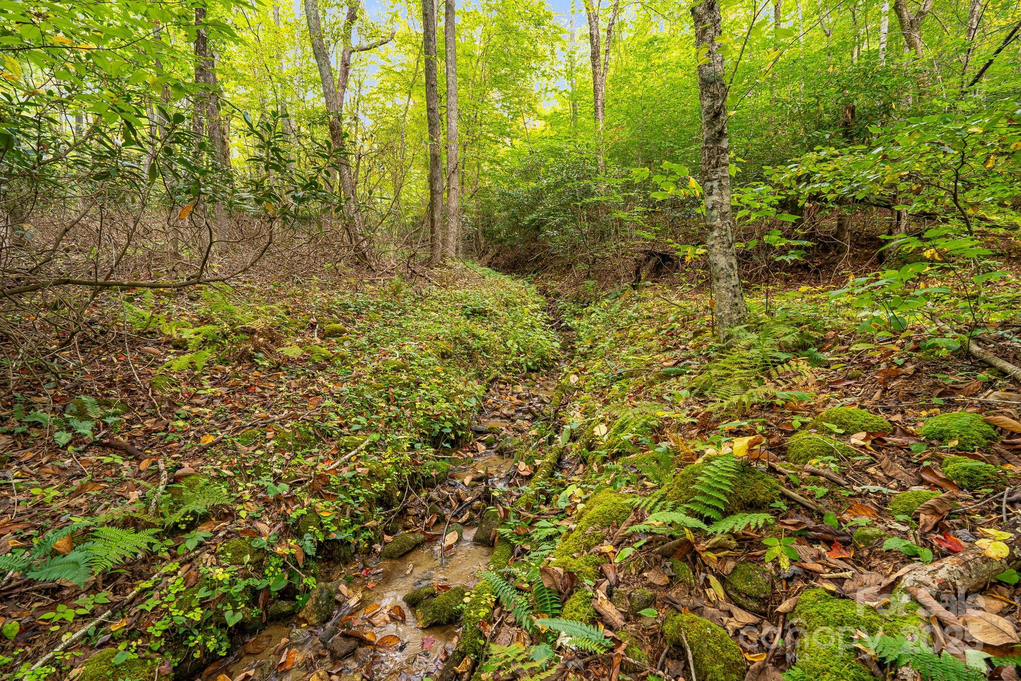 Wolf Laurel - Residential