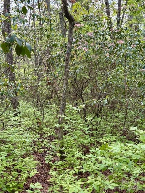 Sherwood Forest - Land