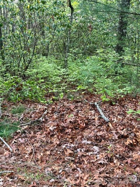 Sherwood Forest - Land