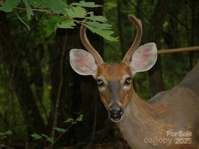 Sherwood Forest - Land