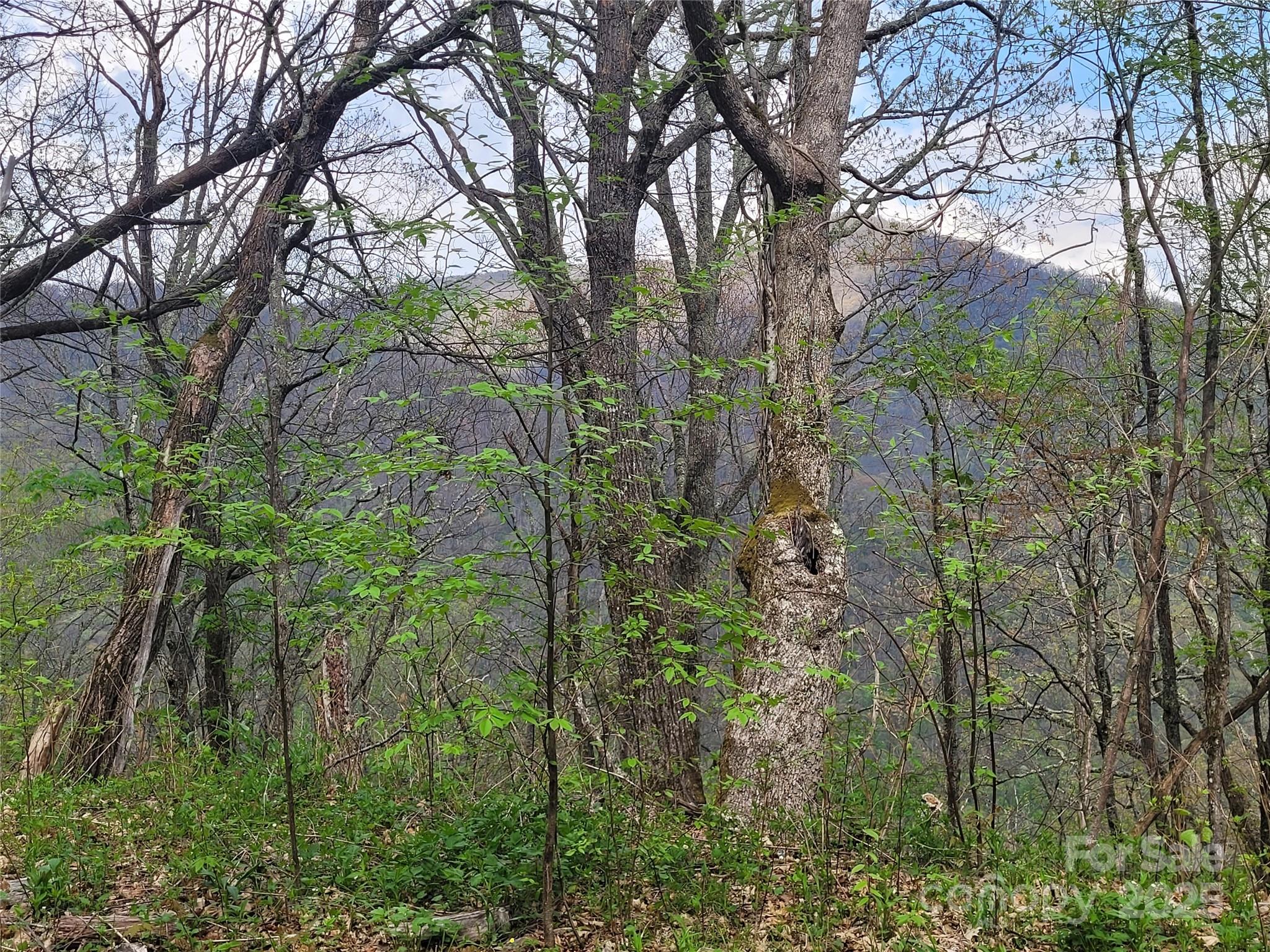 Buck Mountain Properties - Land