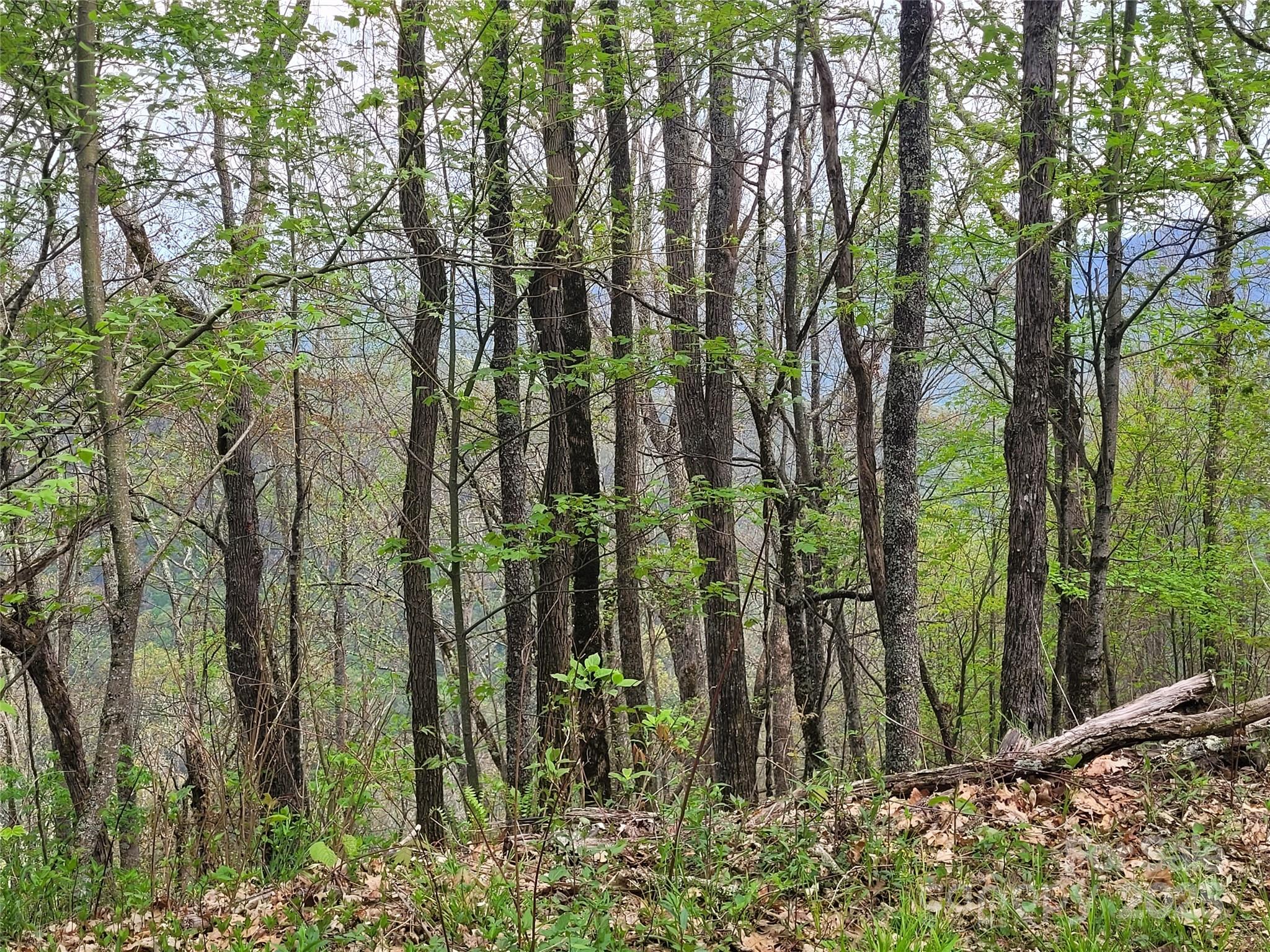 Buck Mountain Properties - Land