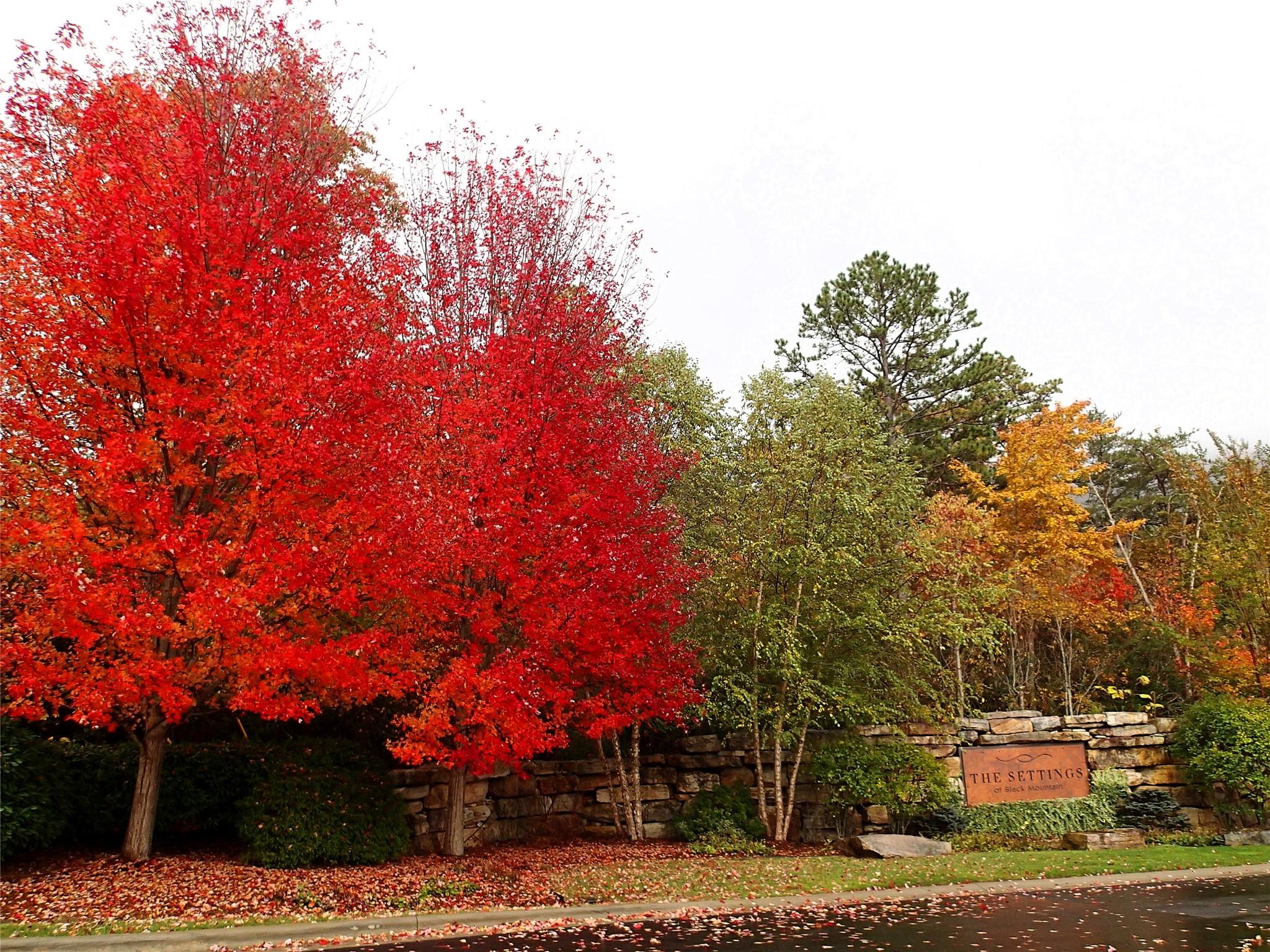 The Settings Of Black Mountain - Land