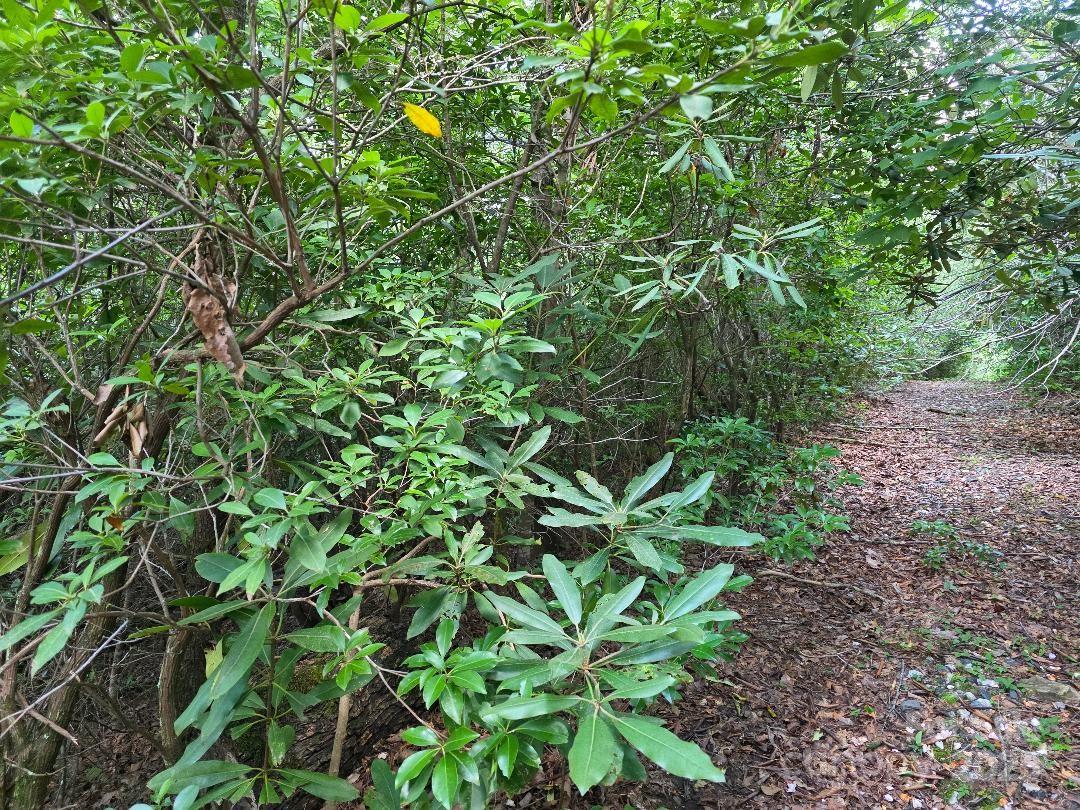 LOT 2 Pine Ridge Road