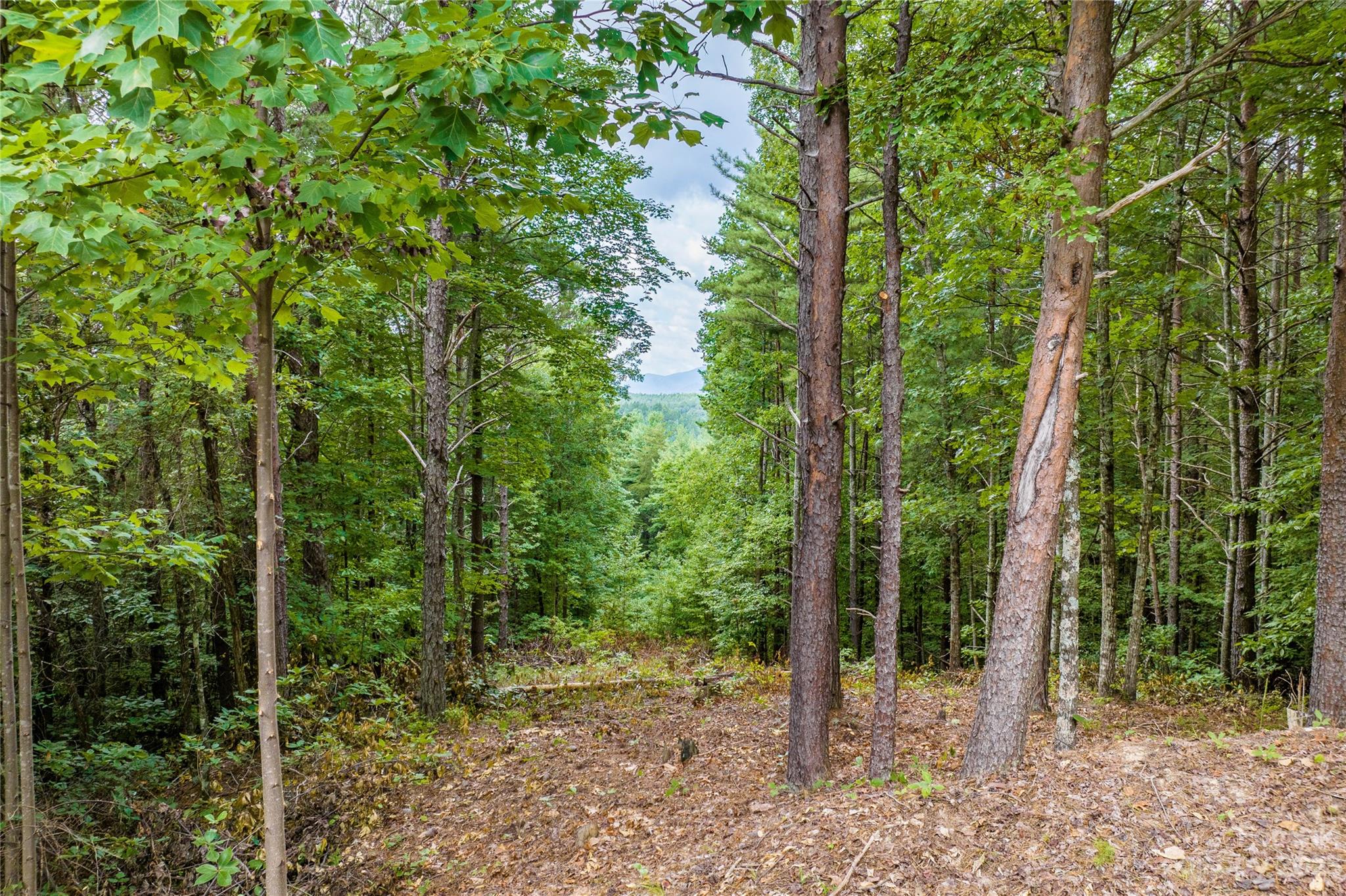 Pisgah Preserve - Land