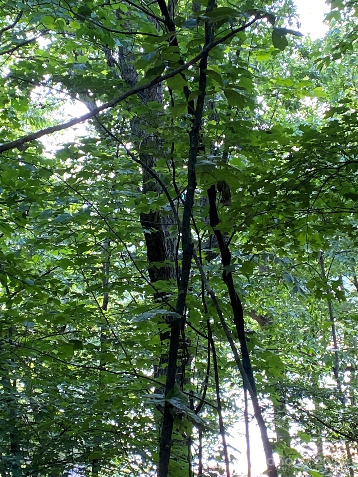 Riverbend at Lake Lure - Land