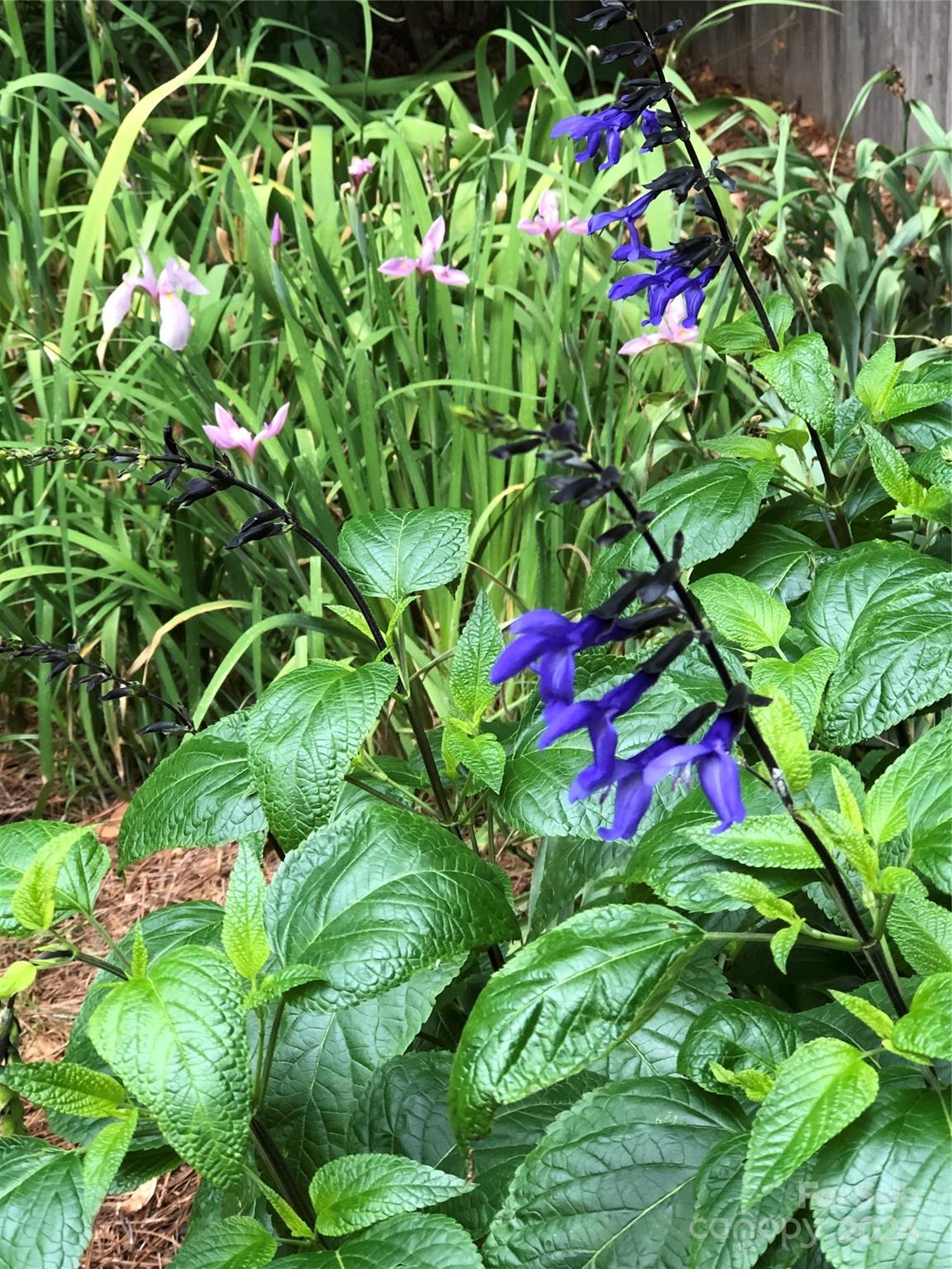 Olde Providence - Residential