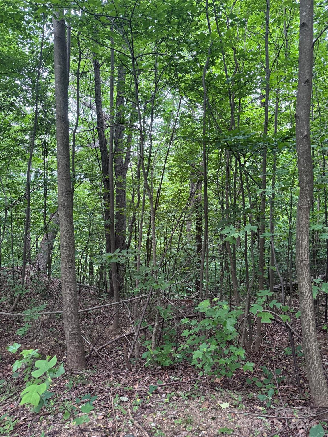 The Sanctuary of Tryon - Land