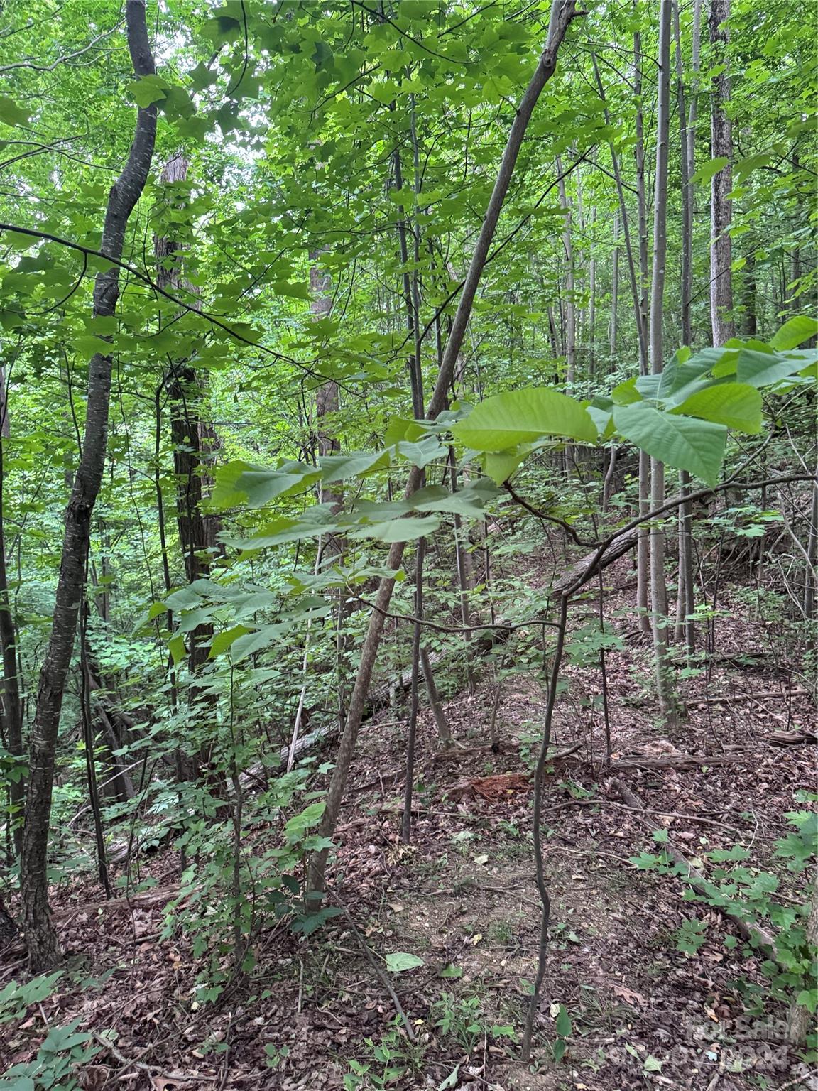 The Sanctuary of Tryon - Land