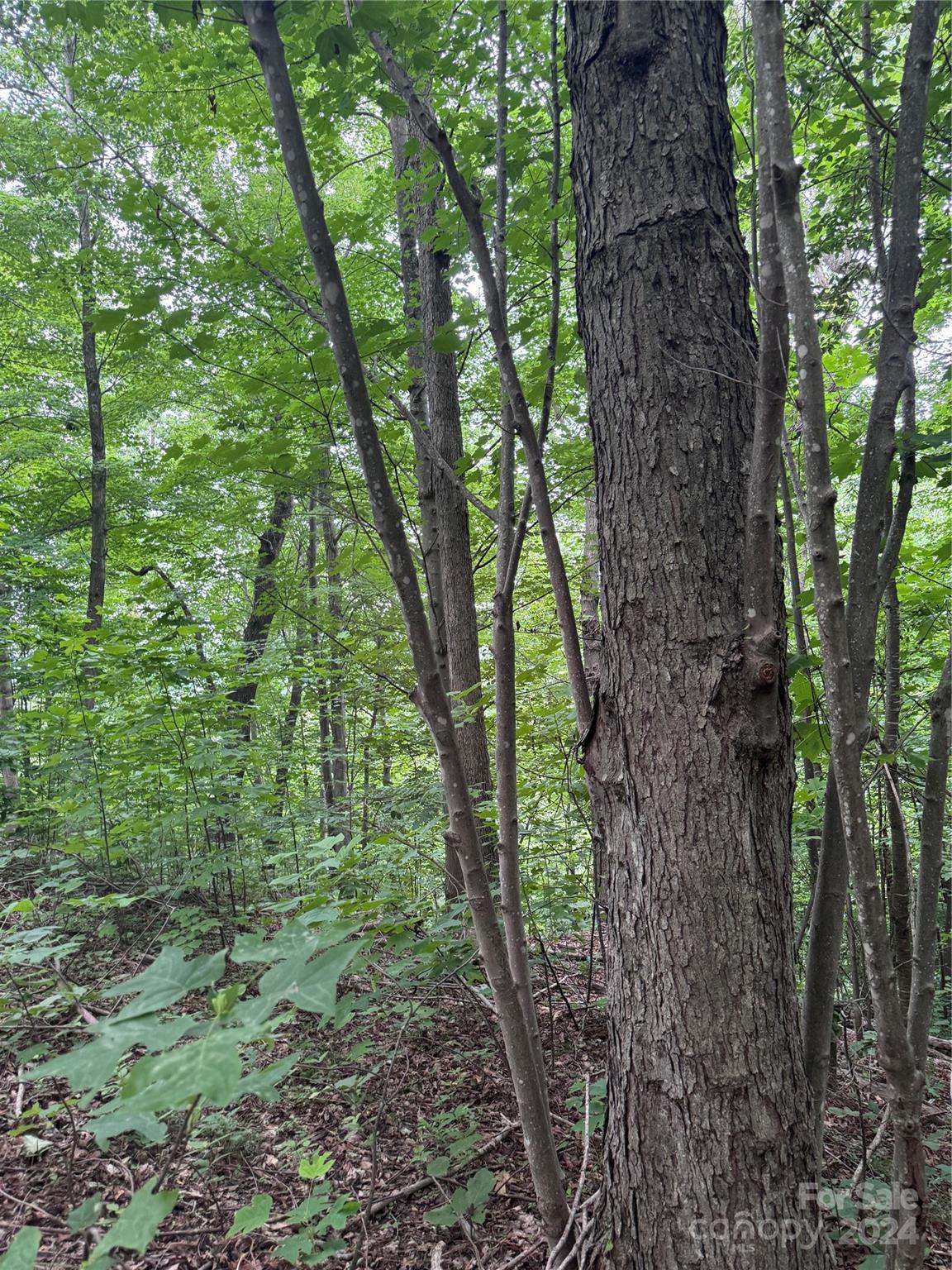 The Sanctuary of Tryon - Land