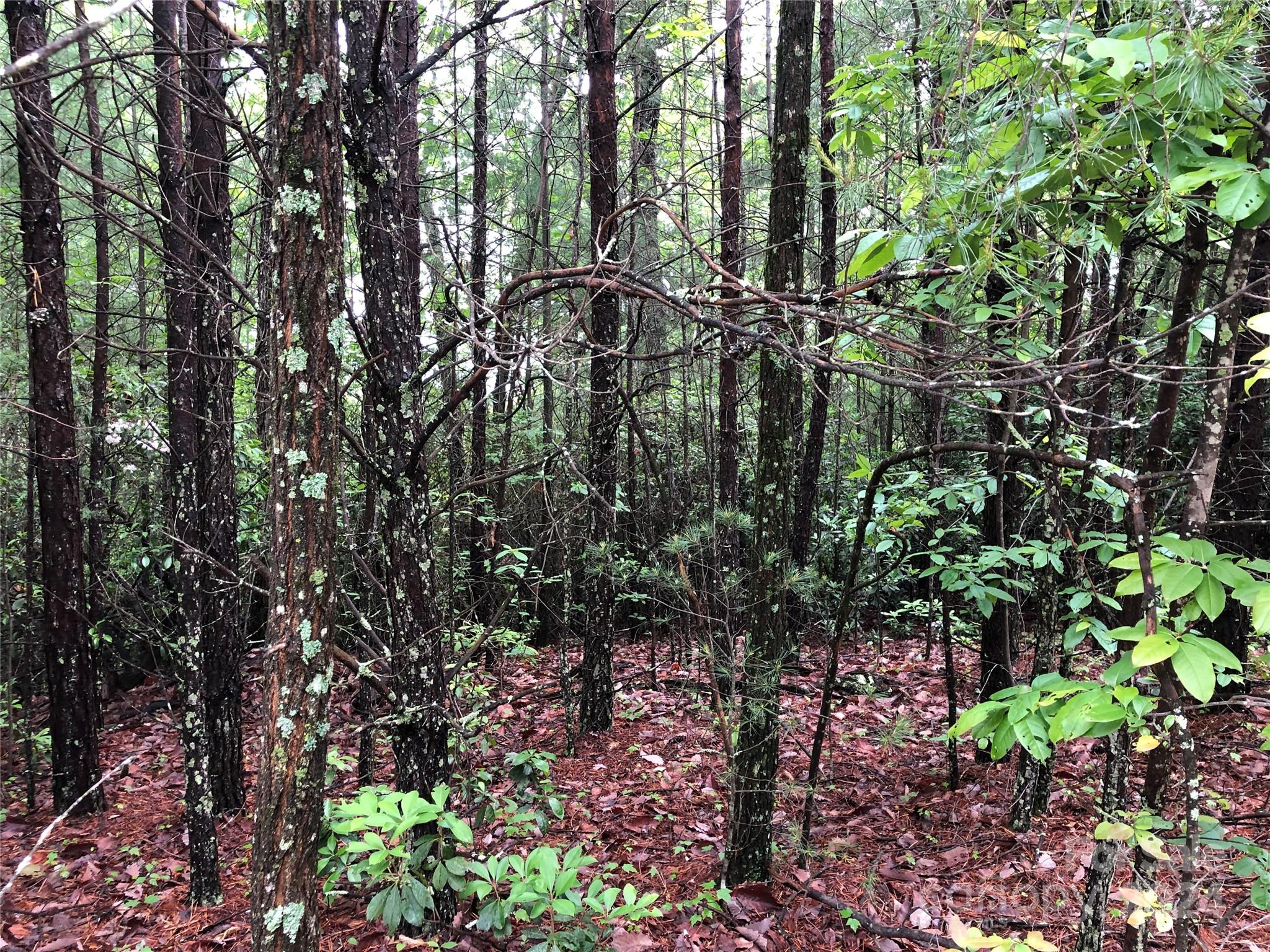 Buck Mountain - Land