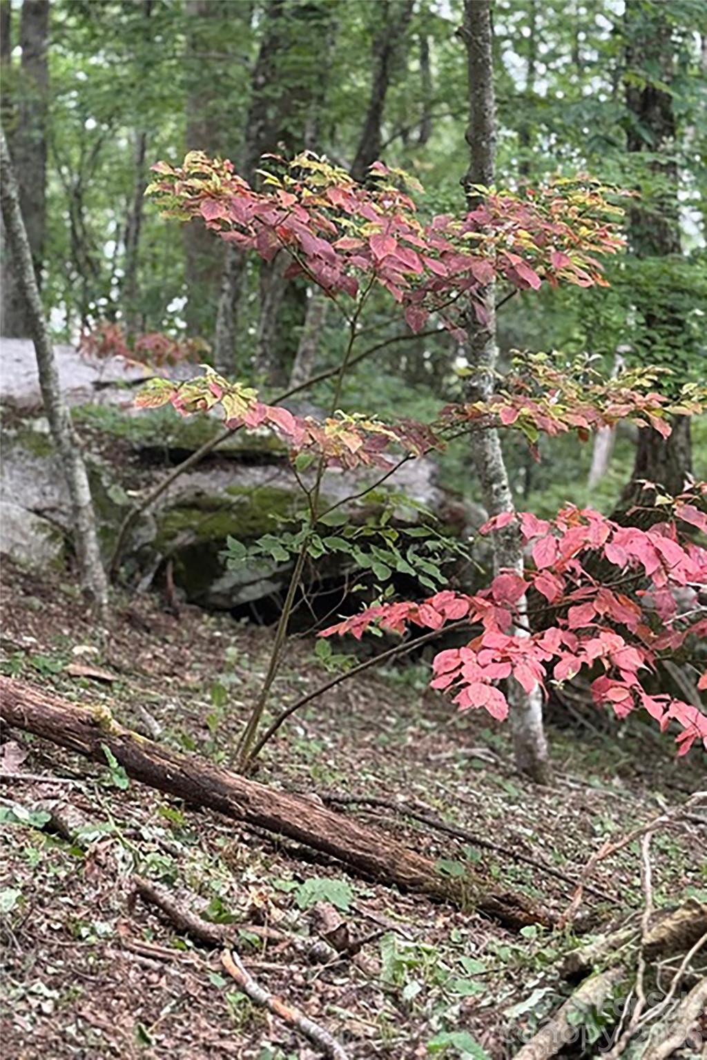 Couch Mountain - Land