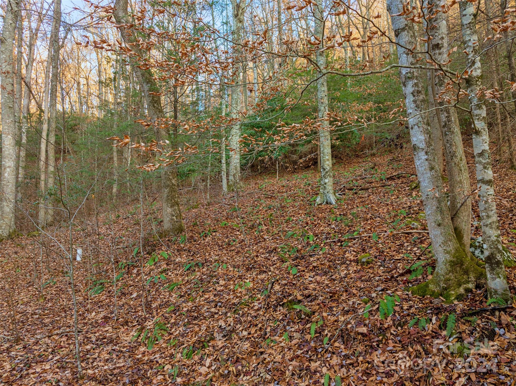 370 Cabin Creek Trail