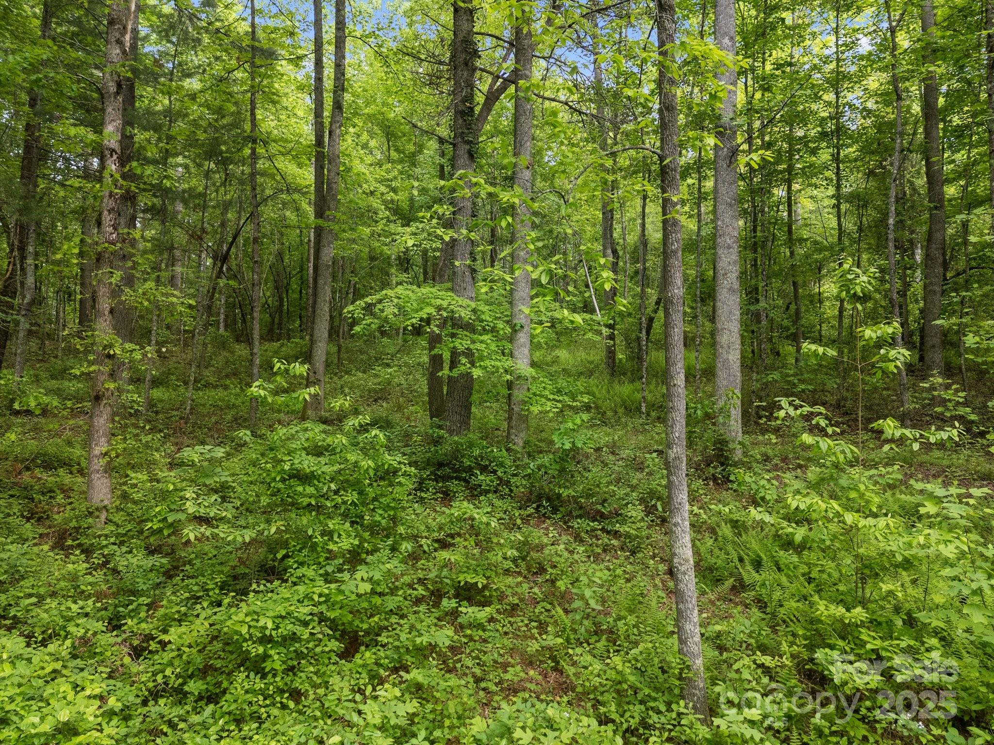 King Creek Preserve - Land