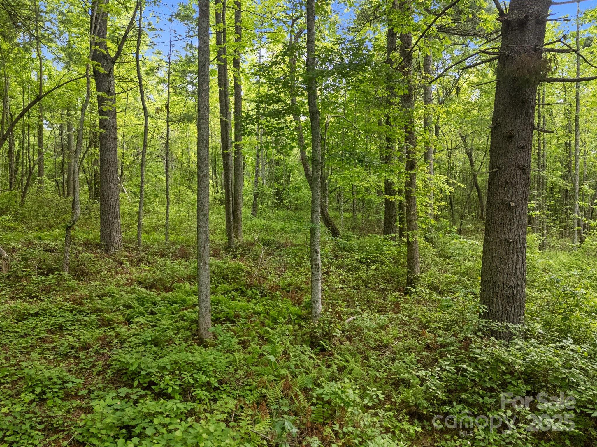 King Creek Preserve - Land