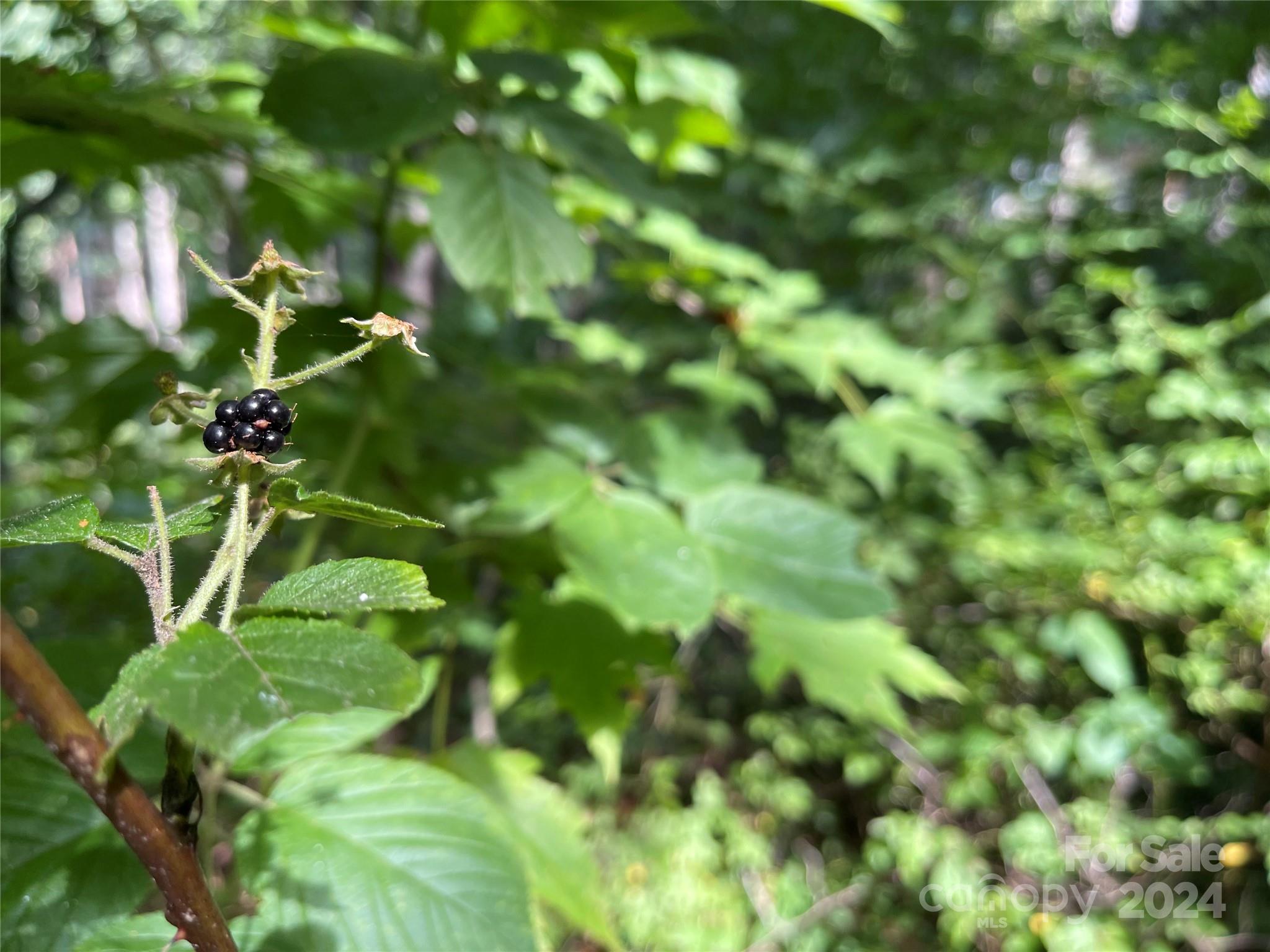 Friendly Acres - Land