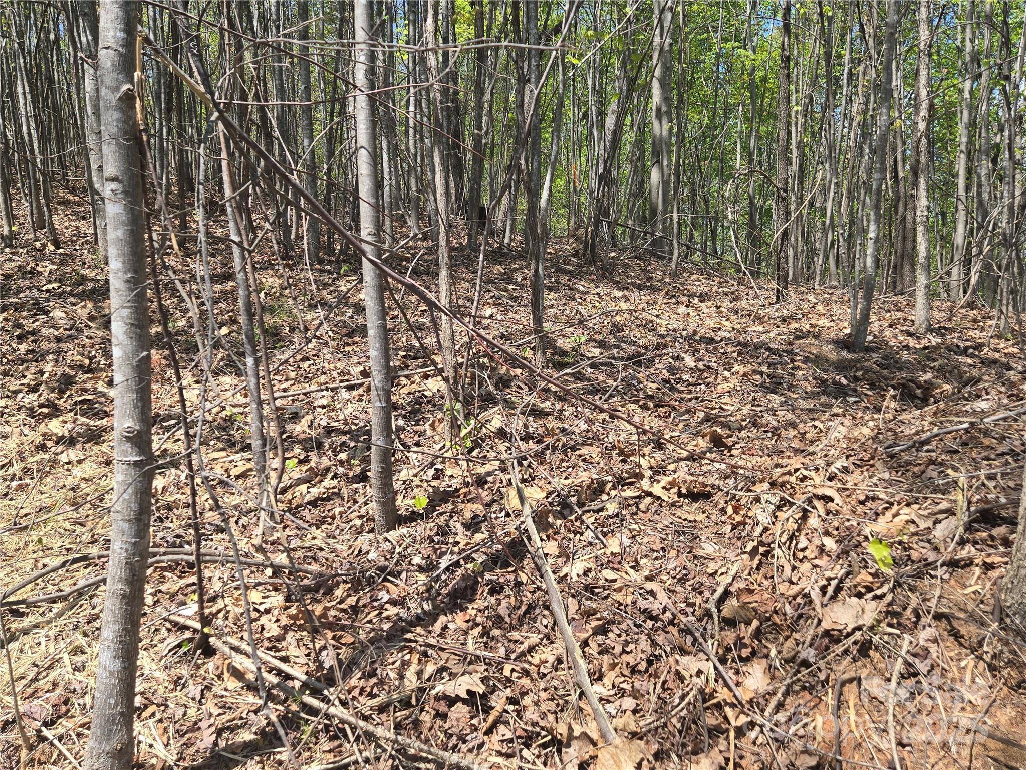 Rumbling Bald on Lake Lure - Land