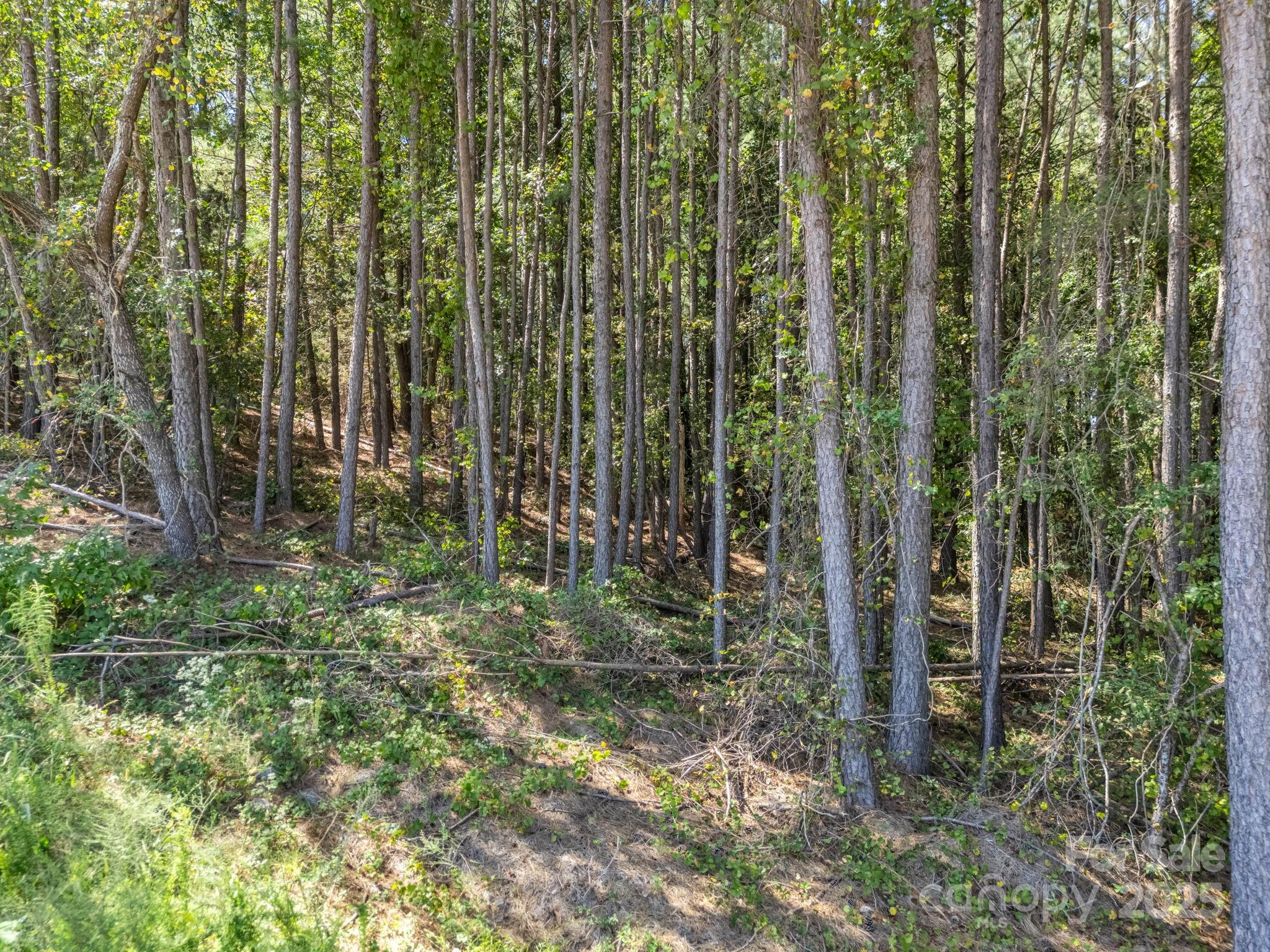 Moore Mountain Farms - Land