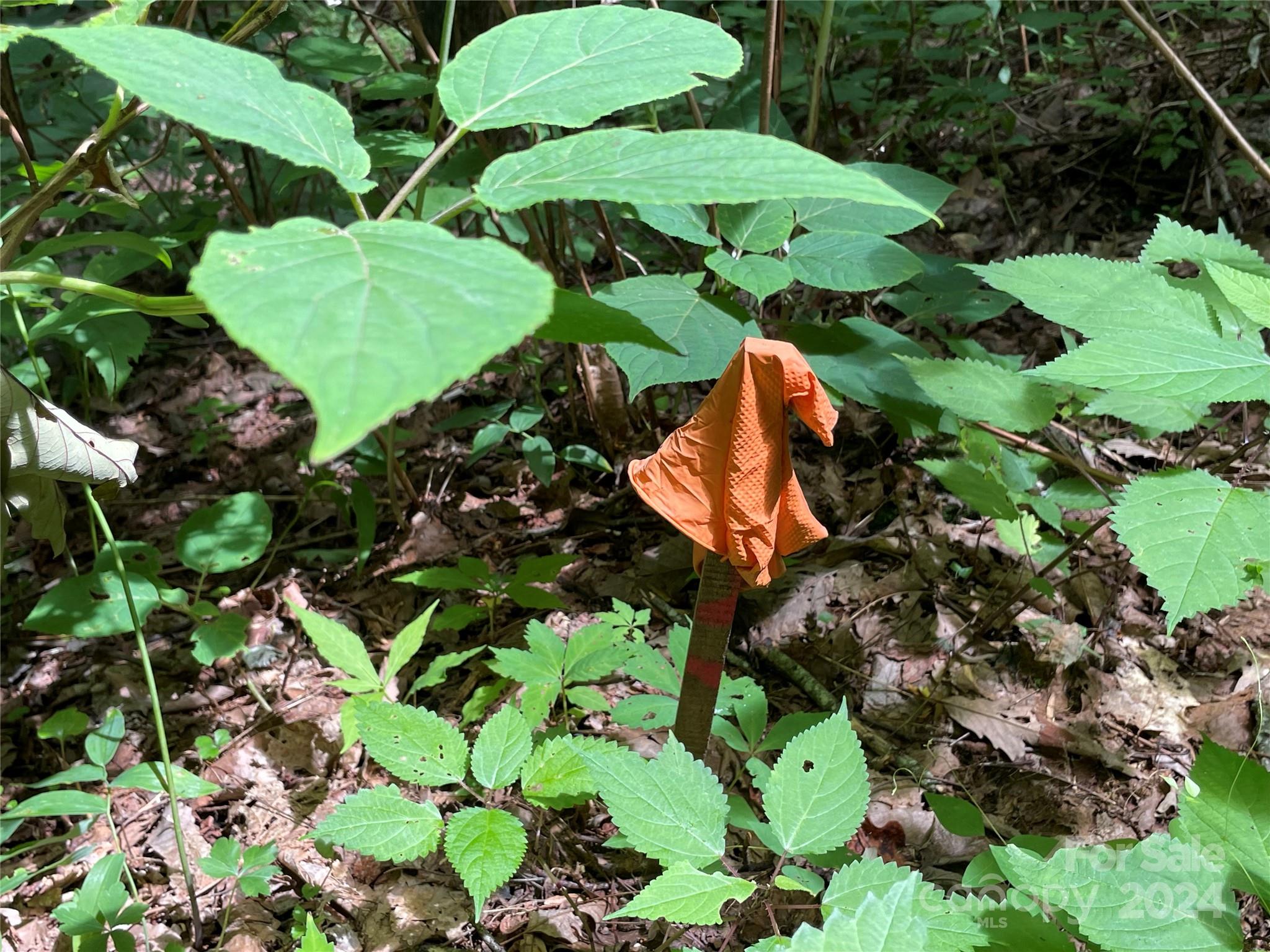 00 Eastatoe Gap Road 52