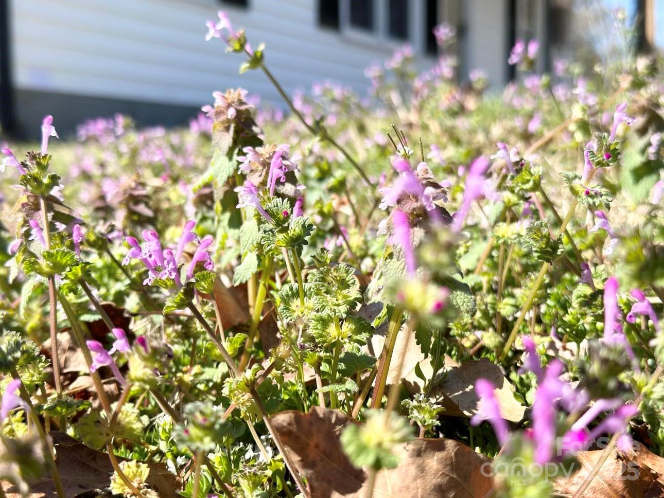 Lenoir, North Carolina 28645, United States, 2 Bedrooms Bedrooms, ,1 BathroomBathrooms,Residential,Under Contract,91293