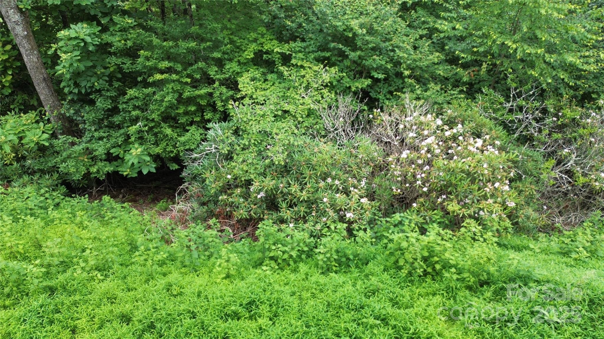 TBD Forest Lane
