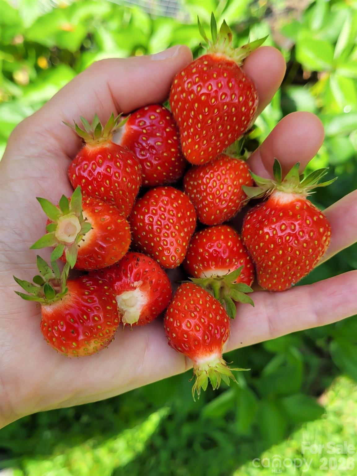 Haw Creek - Residential