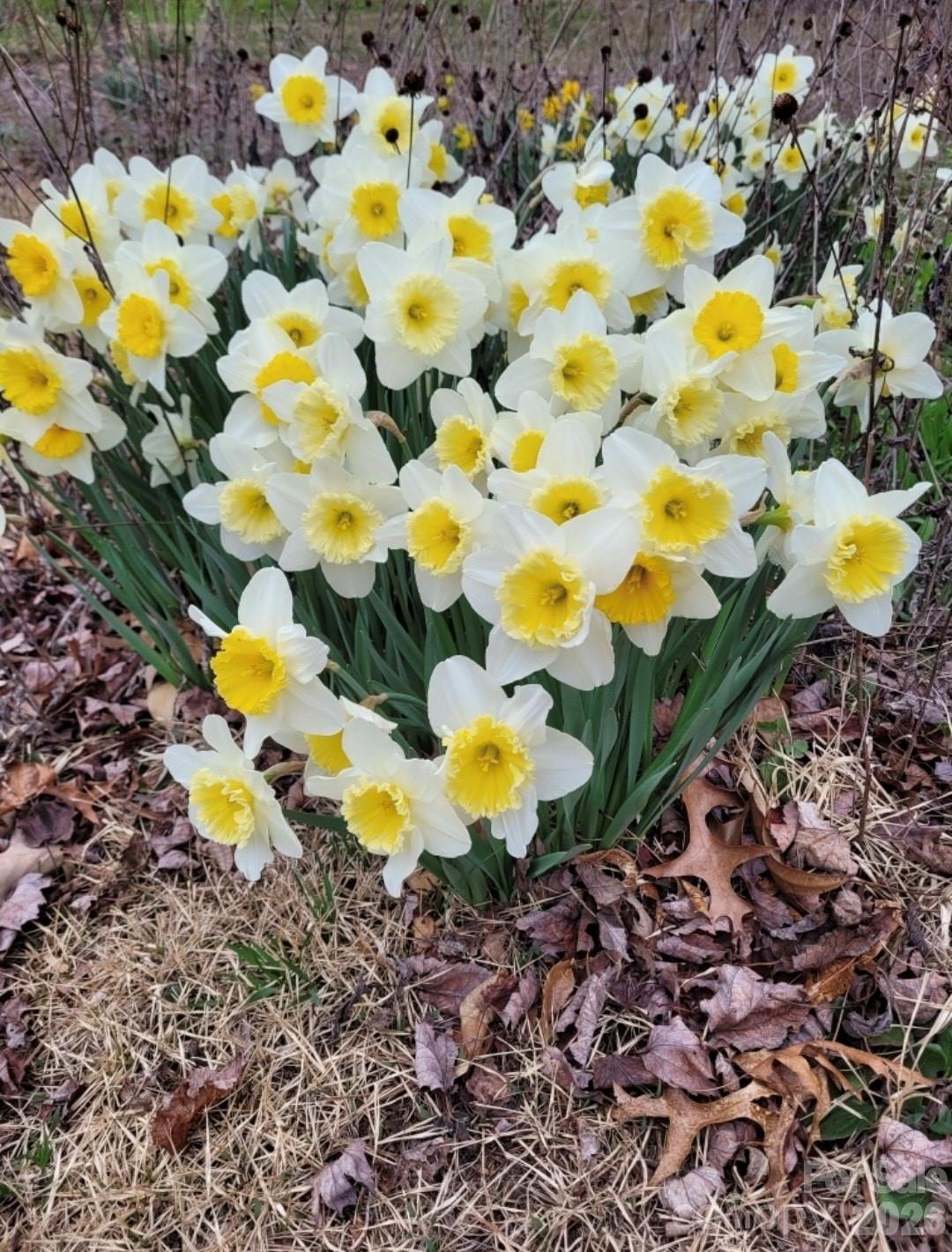 Haw Creek - Residential