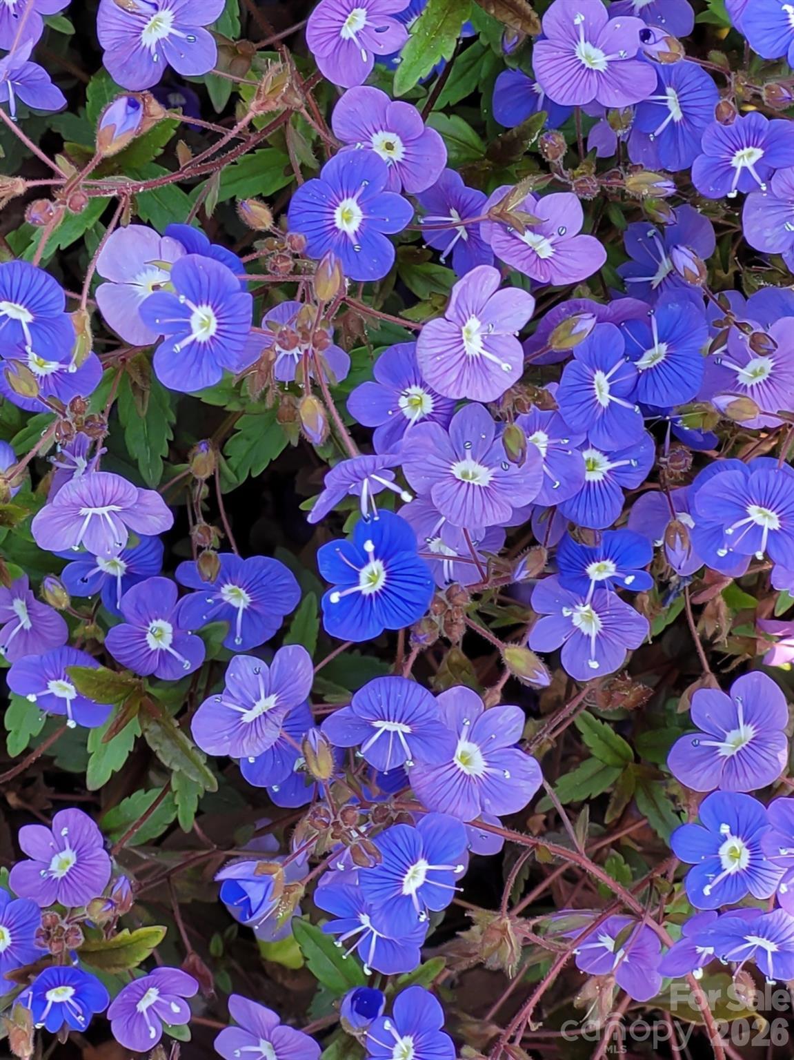 Haw Creek - Residential