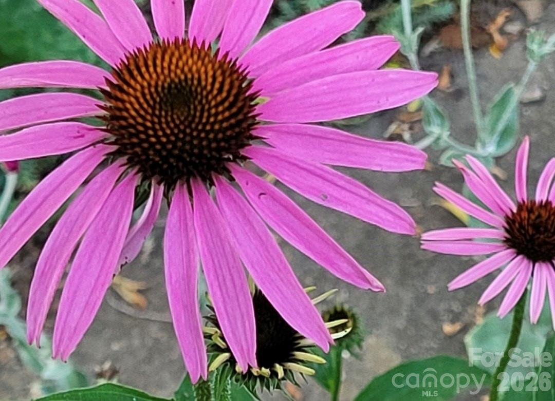 Haw Creek - Residential