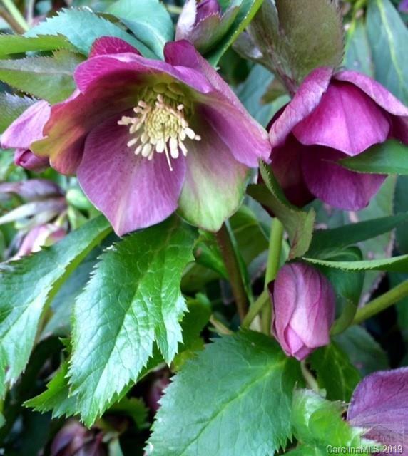 Morganton - Residential