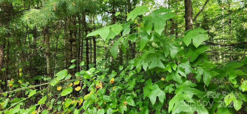 00000 Barebridge Drive 9