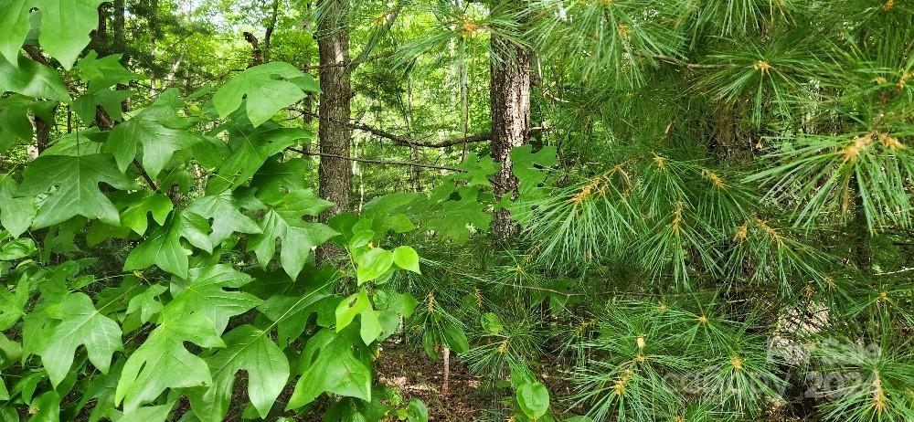 Barebridge Fields - Land