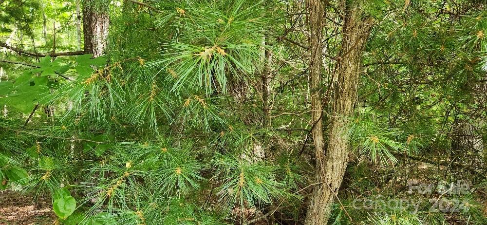 Barebridge Fields - Land