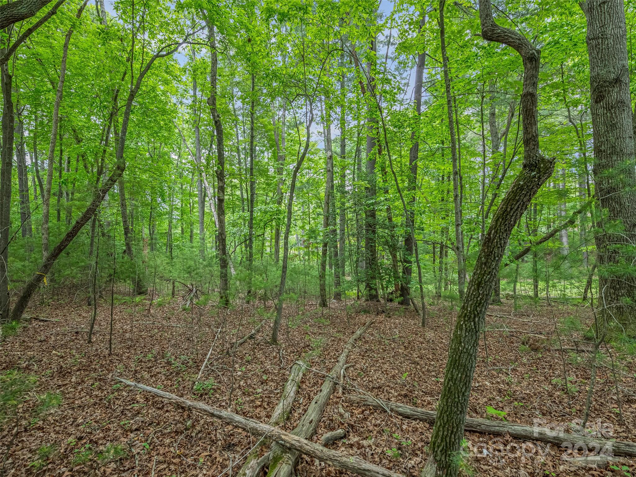 Ramble Biltmore Forest - Land