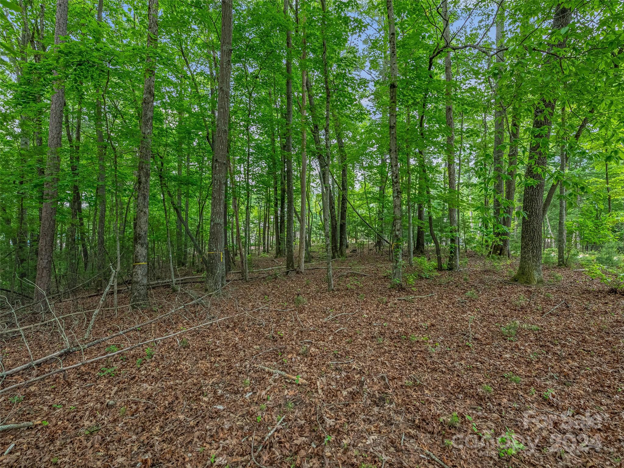 Ramble Biltmore Forest - Land