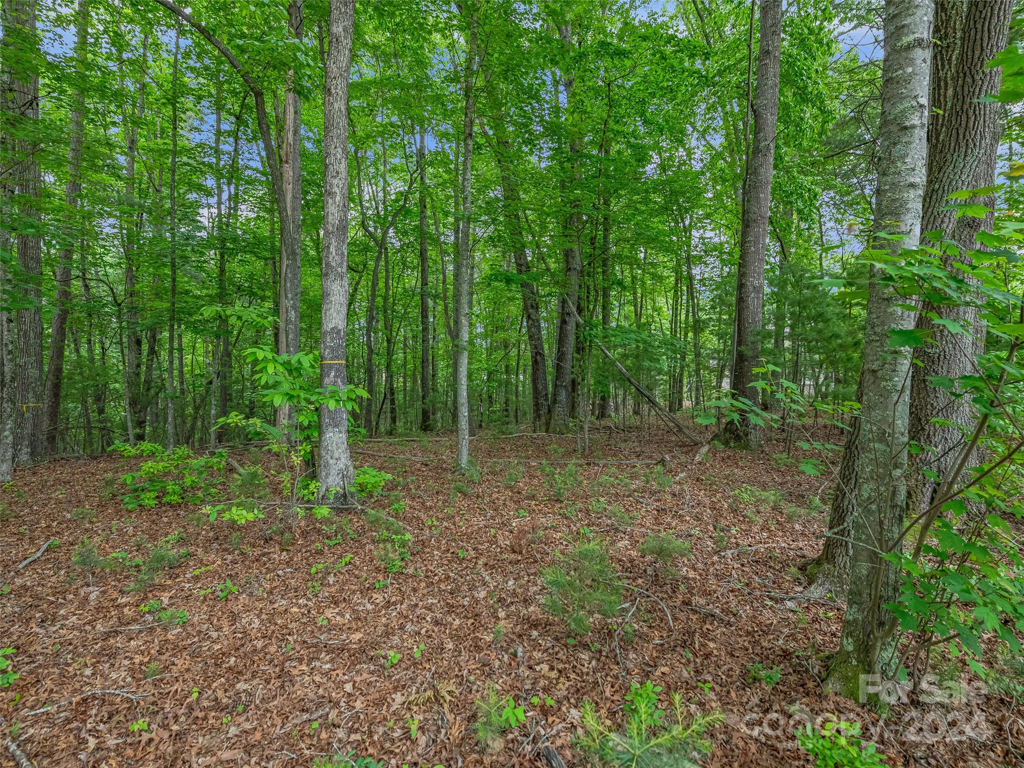 Ramble Biltmore Forest - Land