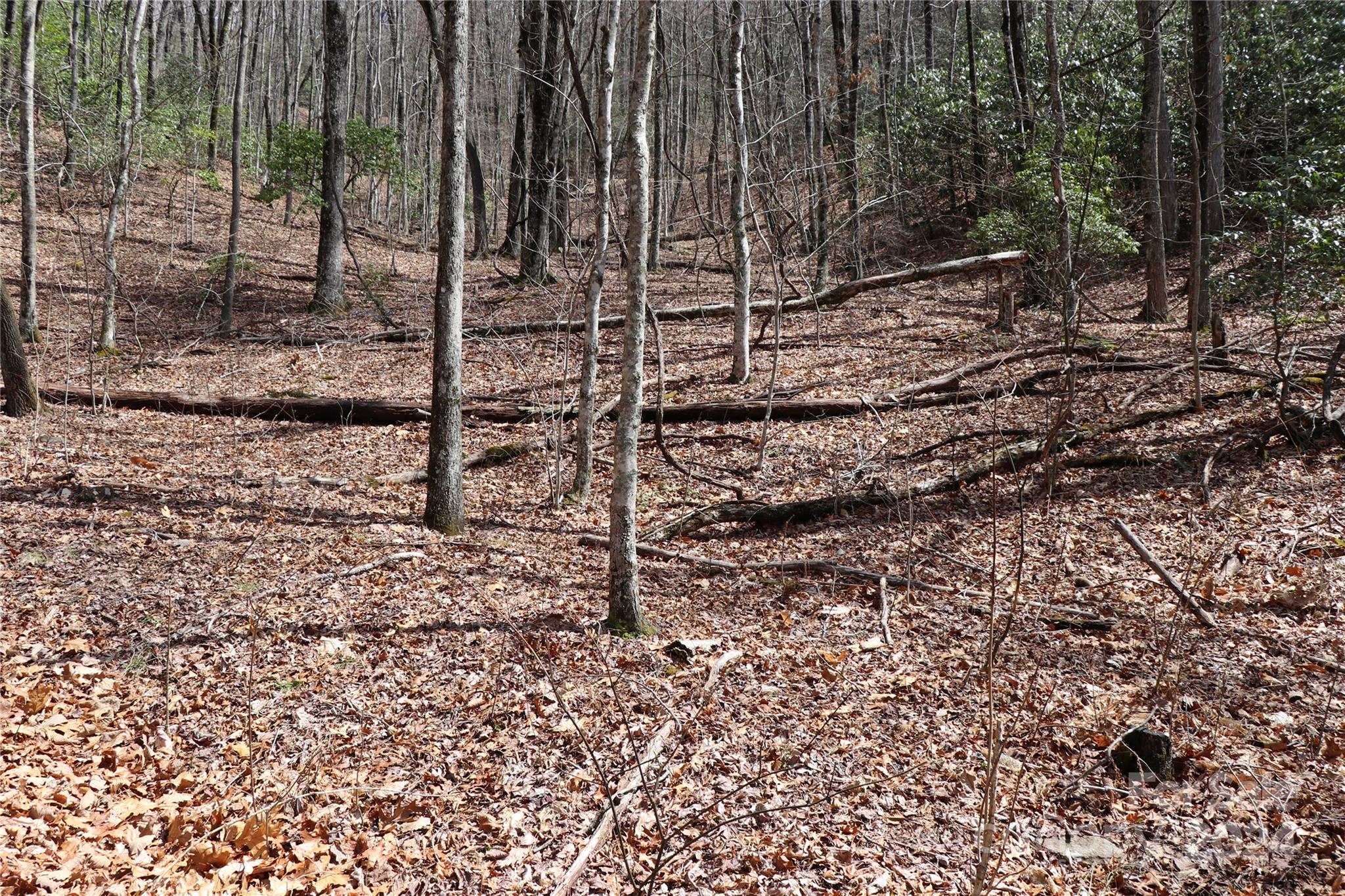 Balsam Mountain Preserve - Land