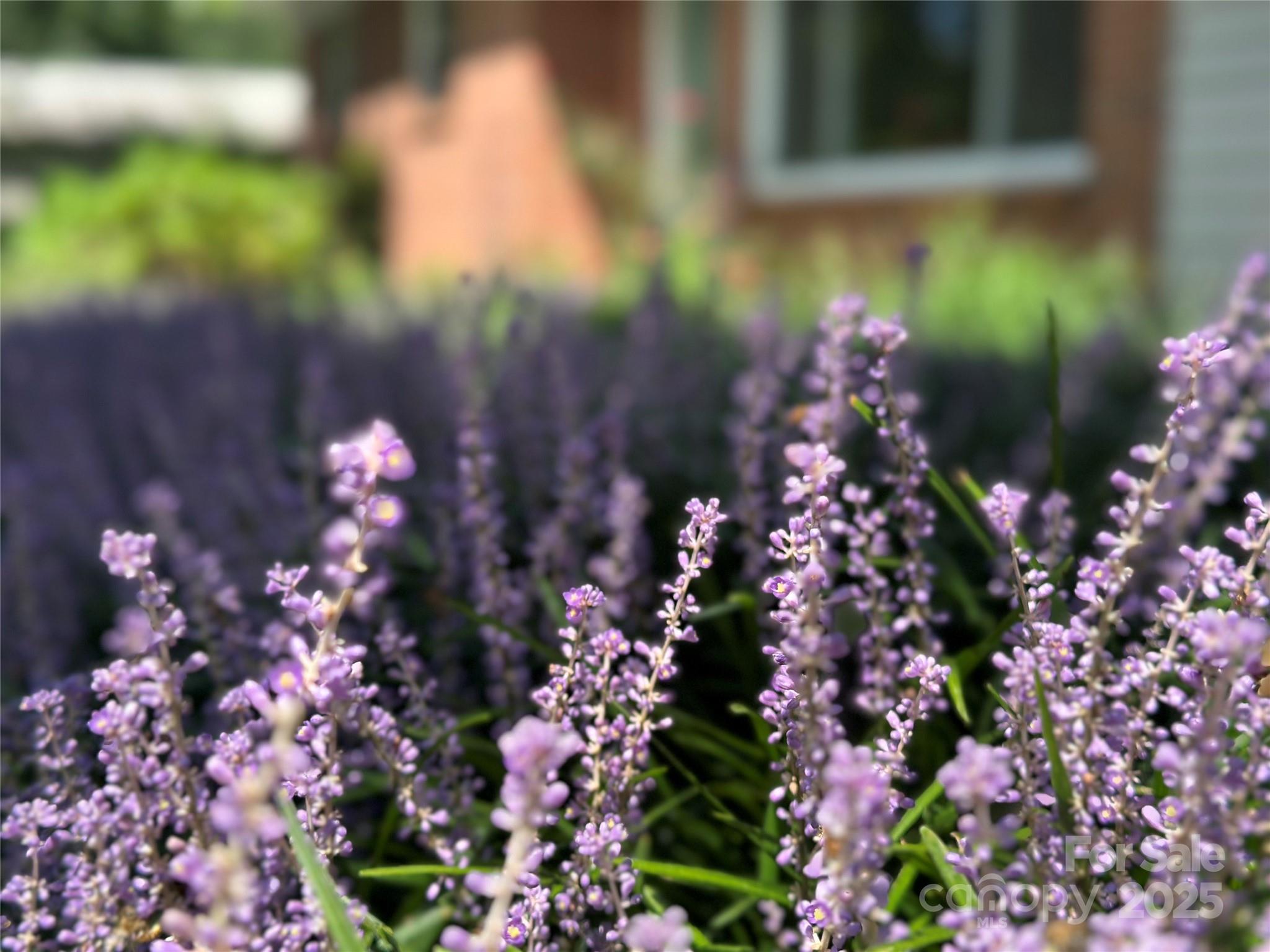 Lenoir, North Carolina 28645, United States, 3 Bedrooms Bedrooms, ,2 BathroomsBathrooms,Residential,Under Contract,208515 Lenoir, North Carolina 28645, United States, 3 Bedrooms Bedrooms, ,2 BathroomsBathrooms,Residential,Under Contract,208515