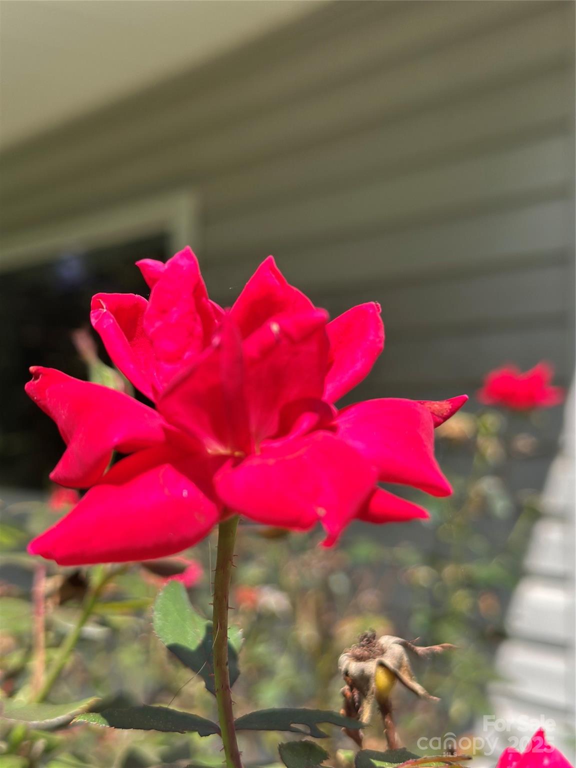 Lenoir, North Carolina 28645, United States, 3 Bedrooms Bedrooms, ,2 BathroomsBathrooms,Residential,Under Contract,208515