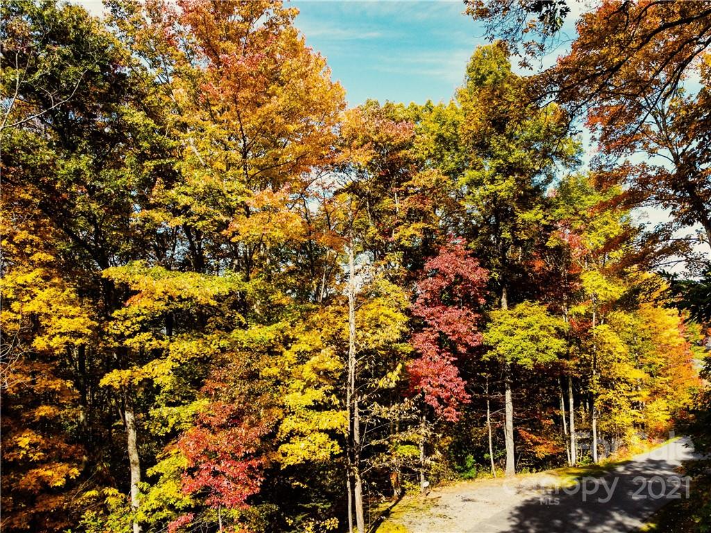 Highland Forest - Land