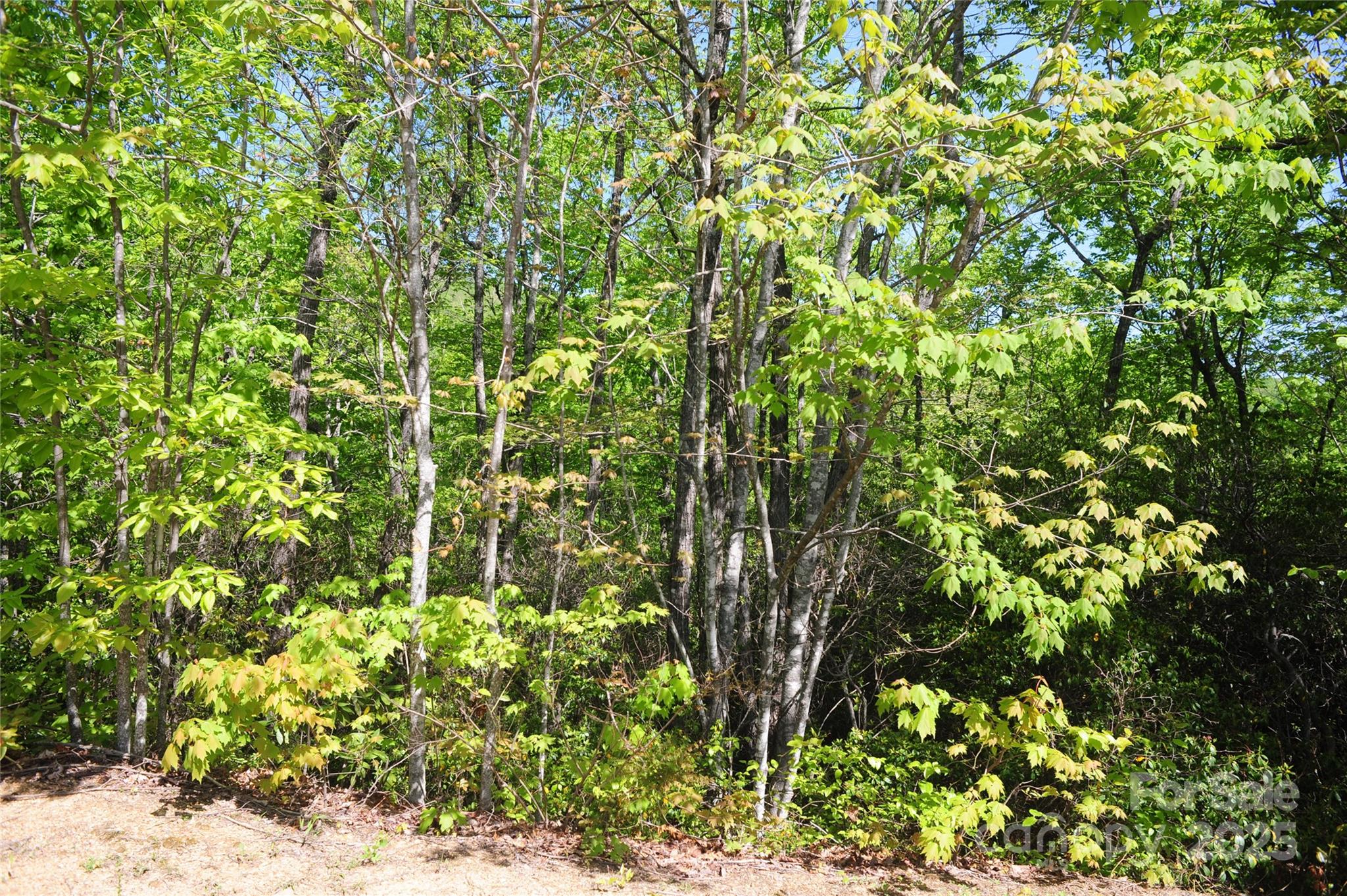 Catawba Falls Preserve - Land