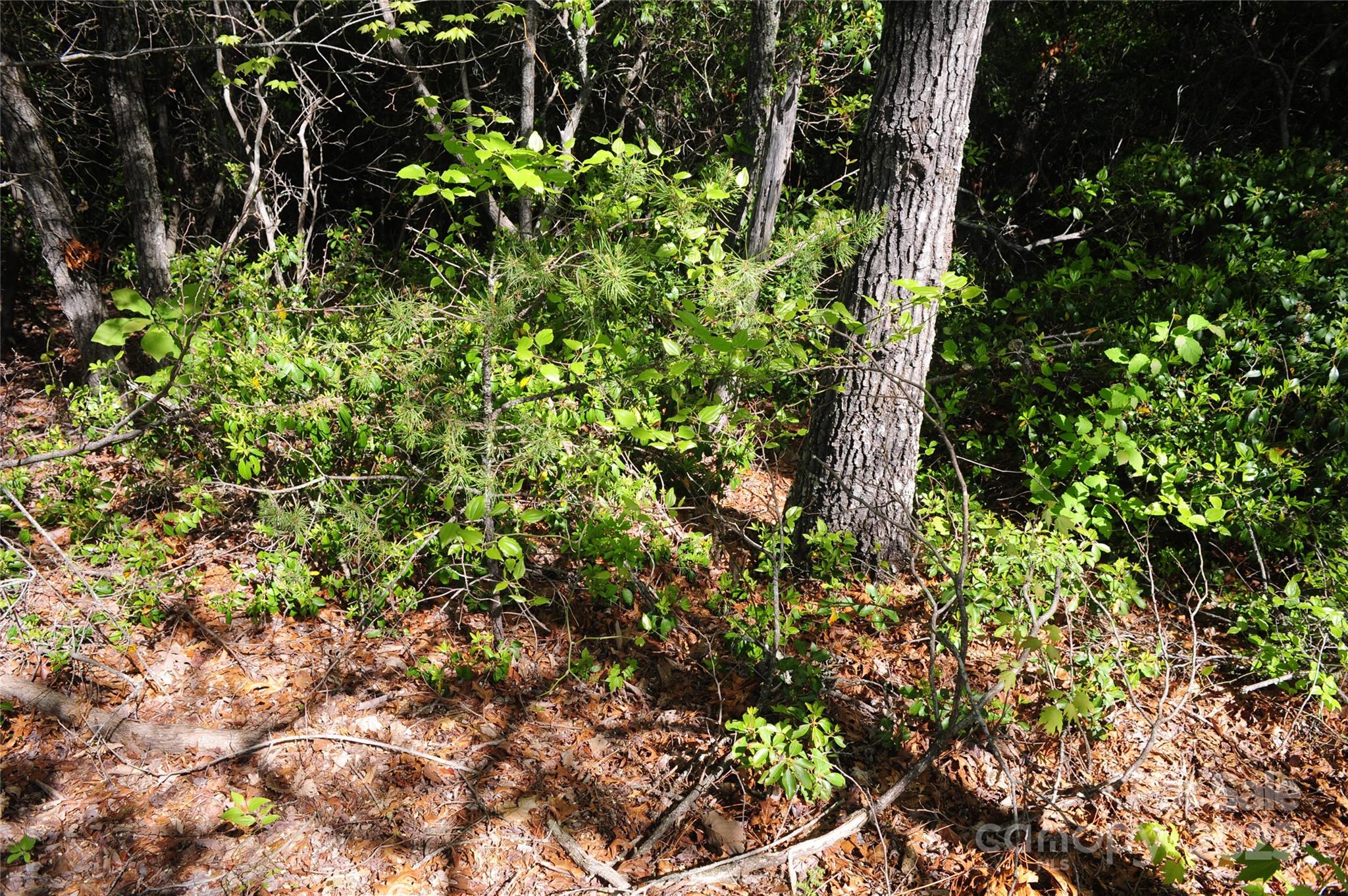 99999 Mountain Falls Trail 71