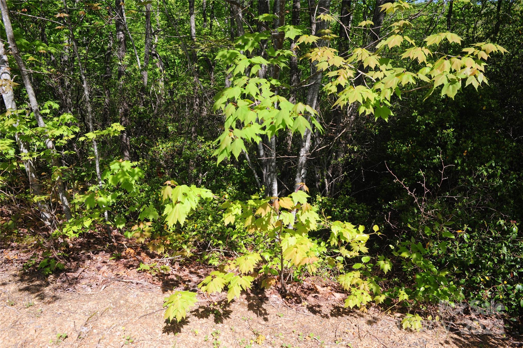 Catawba Falls Preserve - Land
