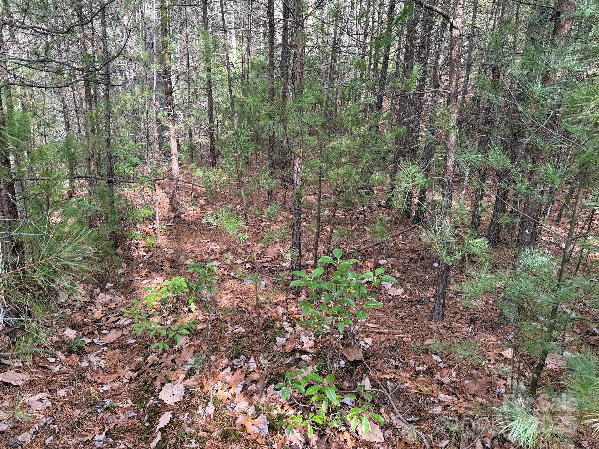 Buck Mountain - Land