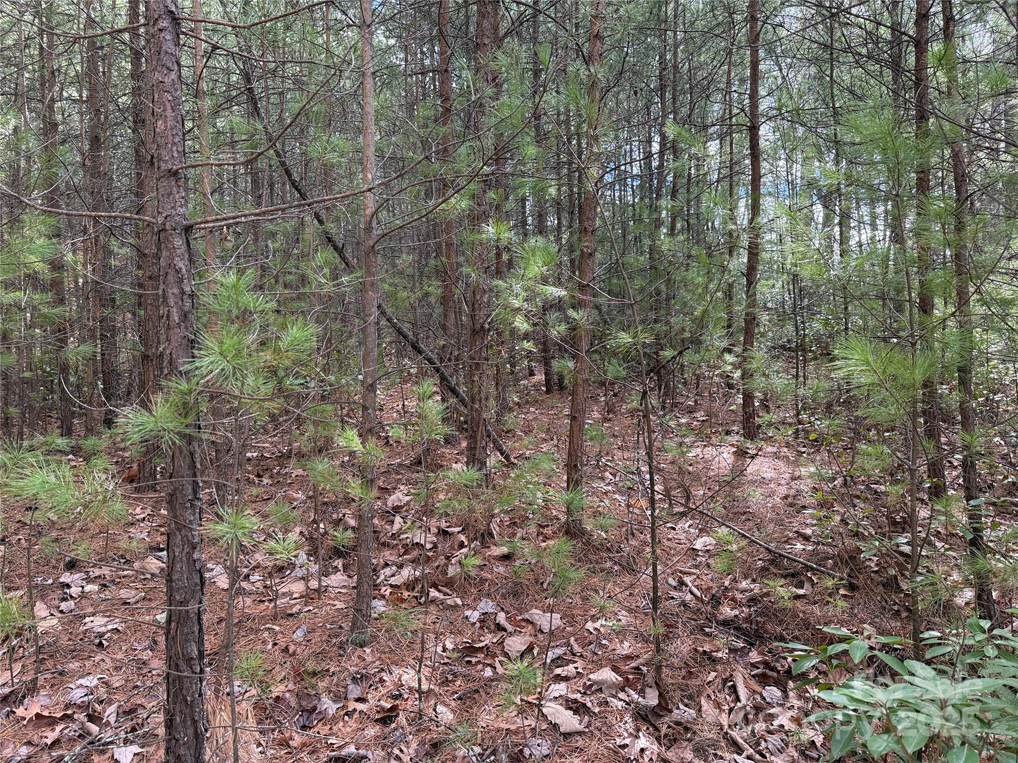 Buck Mountain - Land